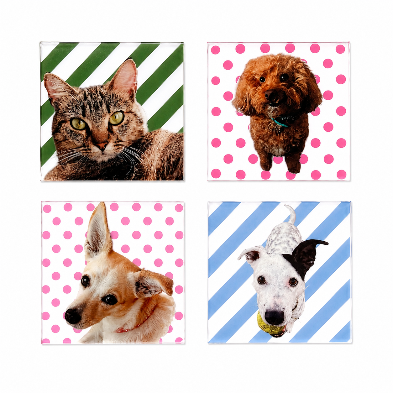 Mixed 4 Pack Pet Coasters